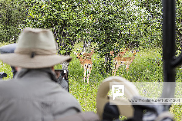 Ein Safari-Führer  der den Impala vom Safari-Fahrzeug aus betrachtet  Botswana