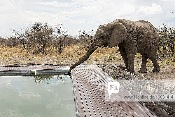 Ein Elefant der mit seinem Rüssel aus dem Swimmingpool eines Wildreservats-Camps trinkt.