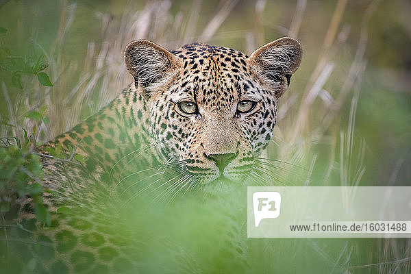 Ein Leopard  Panthera pardus  liegt im Gras  direkter Blick  Ohren nach oben  Grün im Vordergrund