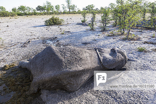 Ein toter Elefantenkadaver liegt im Busch.