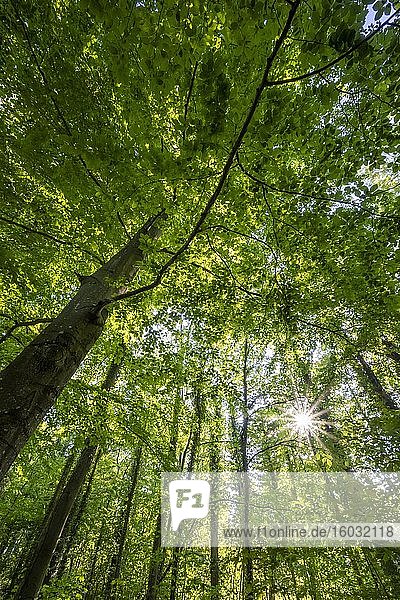 Sonne scheint durch Buchenwald  Froschperspektive  Oberbayern  Bayern  Deutschland  Europa