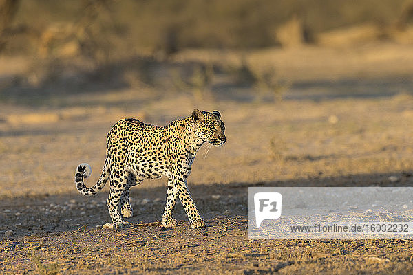 Leopard (Panthera pardus) female  Kgalagadi Transfrontier Park  South Africa  Africa