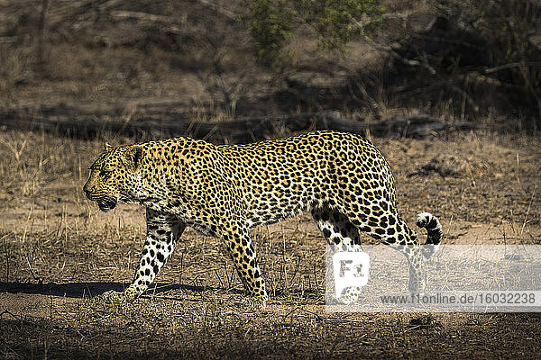 Leopard (Panthera pardus)  Elefantenebenen  Sabi-Sandwildreservat  Südafrika  Afrika