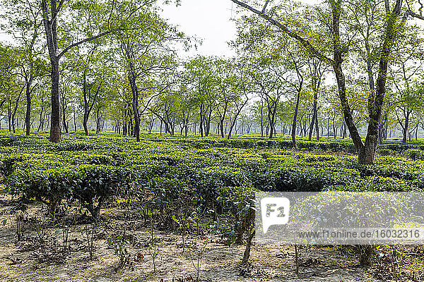 Teefelder auf einer Teeplantage  Assam  Indien  Asien