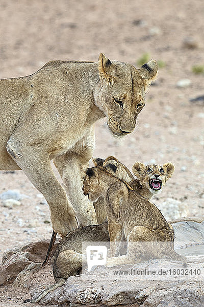 Löwin (Panthera leo) mit Jungtieren  Kgalagadi Transfrontier Park  Südafrika  Afrika
