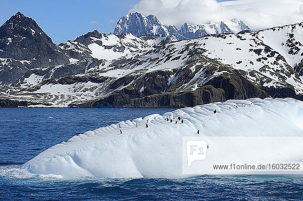 Eselspinguine (Pygoscelis papua) auf einem schwimmenden Eisberg  Drygalski-Fjord  Südgeorgien und die Sandwich-Inseln  Antarktis  Polarregionen