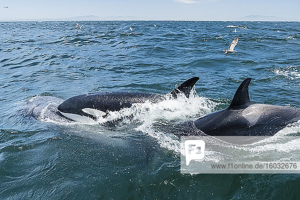 Vorübergehende Killerwale (Orcinus orca)  die sich von einem kalifornischen Grauwal-Kalb ernähren  Monterey Bay  Kalifornien  Vereinigte Staaten von Amerika  Nordamerika