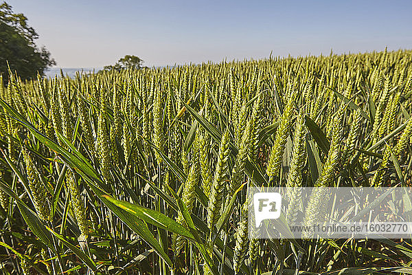 Englisches Ackerland im Sommer  ein Weizenfeld in der Nähe von Crediton  in Devon  England  Grossbritannien  Europa
