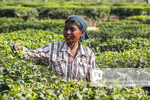 Frau pflückt Tee von Teepflanzen auf einer Teeplantage  Assam  Indien  Asien