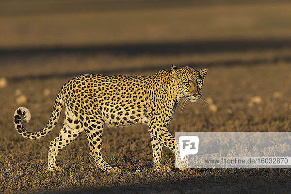 Leopard (Panthera pardus) female  Kgalagadi Transfrontier Park  South Africa  Africa