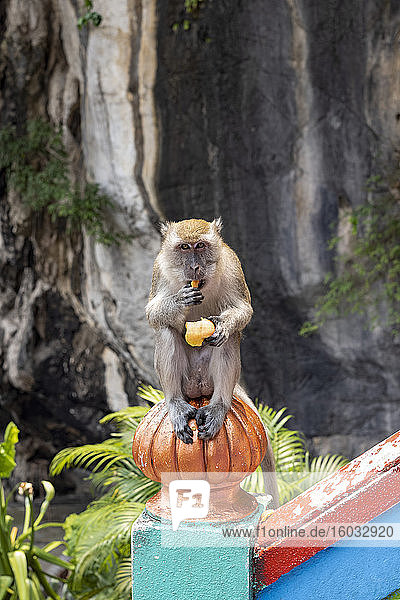 Makakenaffe auf den Stufen zu den Batu-Höhlen mit Früchten  die von vorbeigehenden Besuchern geschenkt werden  Malaysia  Südostasien  Asien