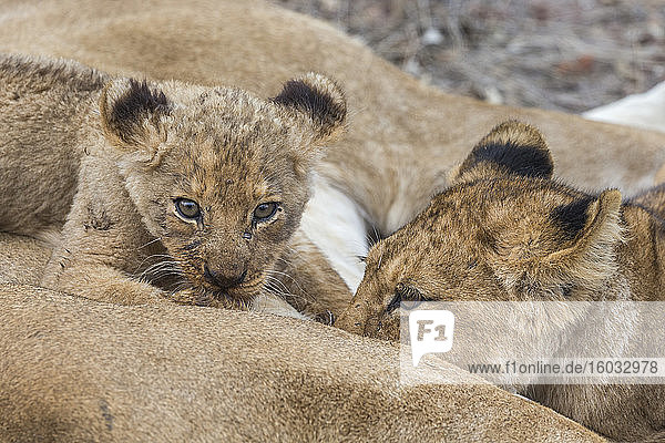Lion (Panthera leo) cubs suckling  Elephant Plains  Sabi Sand Game Reserve  South Africa  Africa