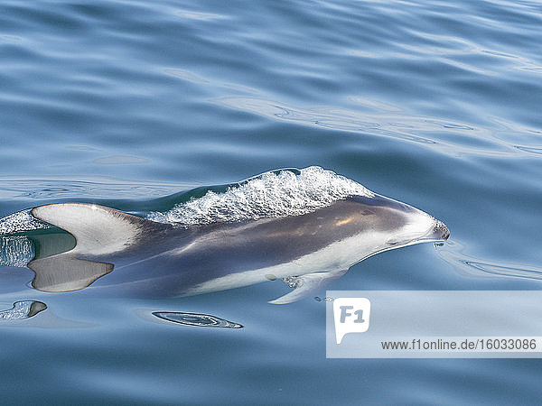 Erwachsener Pazifischer Weissseitendelphin (Lagenorhynchus obliquidens)  in der Bucht von Monterey  Kalifornien  Vereinigte Staaten von Amerika  Nordamerika