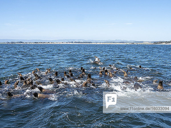 Ausgewachsene kalifornische Seelöwen (Zanclus californianus)  im nationalen Meeresschutzgebiet Monterey Bay  Kalifornien  Vereinigte Staaten von Amerika  Nordamerika