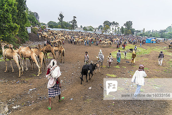 Vieh zum Verkauf auf dem Markt von Bati  Region Amhara  Oromia  Äthiopien  Afrika
