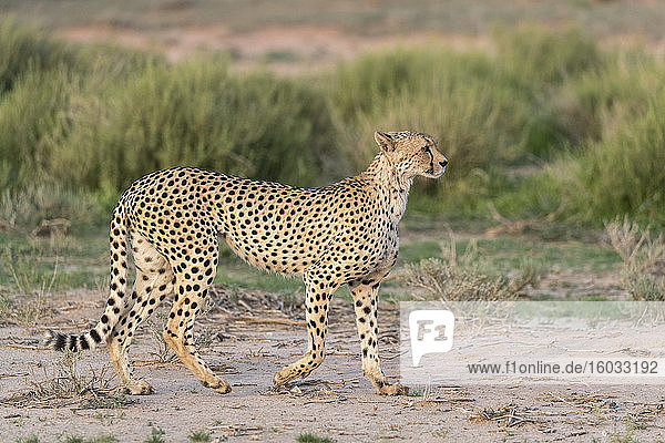 Cheetah (Acinonyx jubatus)  Kgalagadi Transfrontier Park  South Africa  Africa