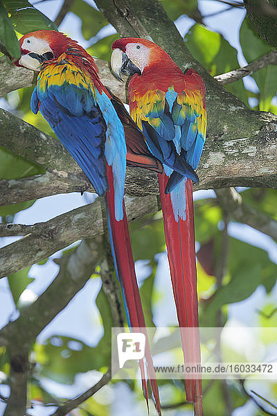 Scharlacharas (Ara macao) auf einem Baum sitzend  Corcovado Nationalpark  Osa-Halbinsel  Costa Rica  Zentralamerika