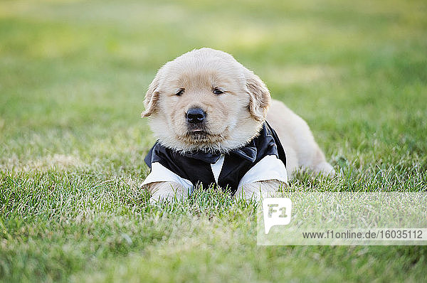 Golden Retriever-Welpe im Smokingkostüm im Gras liegend
