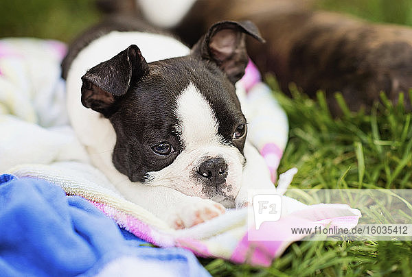 Müde Boston-Terrier-Welpe schläft auf einer Decke im Gras