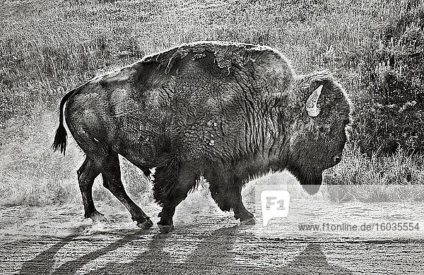 Bison geht im Dreck am Straßenrand Yellowstone Wyoming USA