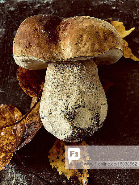 Fresh porcini mushroom with autumnal leaves