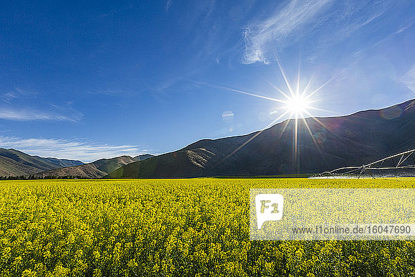 USA  Idaho  Sun Valley  Senffeld mit Hügeln dahinter