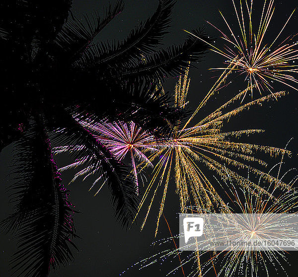 Palmen und Feuerwerk