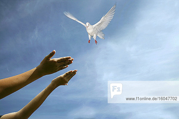 Hände der Frau lassen Taube am Himmel frei