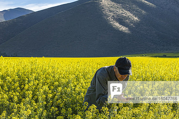 USA  Farmer examining mustard crop
