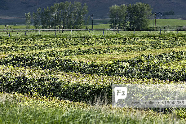USA  Idaho  Sun Valley  Freshly cut grass in field