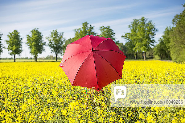 Frau mit rotem Regenschirm inmitten von Ölsaatenrapsen vor dem Himmel