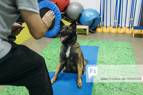 Physiotherapeutin trainiert Malinois Belgischer Schäferhund im Zentrum
