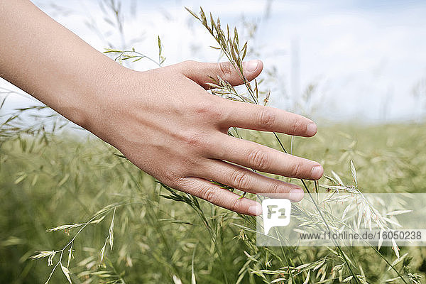 Hand eines Jungen berührt Gras  Nahaufnahme
