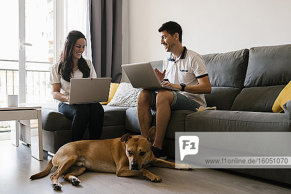 Couple working on laptops near dog in living room at home