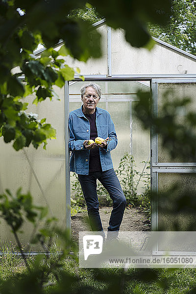 Porträt eines älteren Mannes mit Bio-Zitronen in einem Gewächshaus