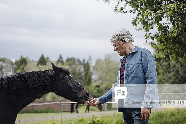 Älterer Mann füttert ein Pferd auf einem Bauernhof