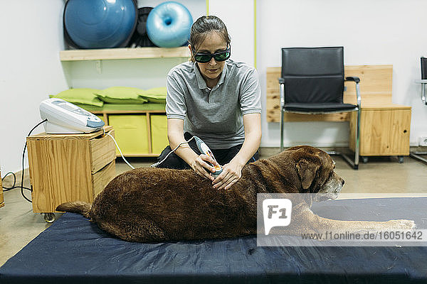 Physiotherapeutin bei der Laserbehandlung eines alten Labrador Retrievers im Zentrum