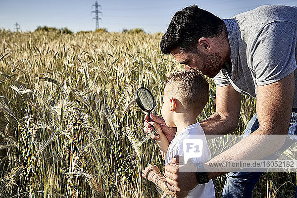 Vater und Sohn begutachten Pflanzen mit einer Lupe auf einem landwirtschaftlichen Feld