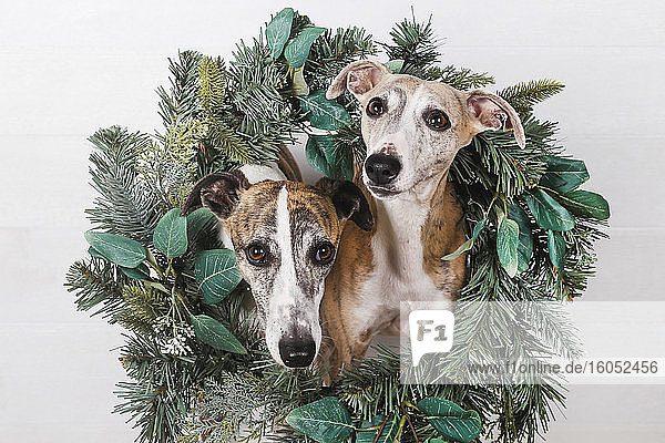 Nahaufnahme von Hunden mit grünem Weihnachtskranz vor weißem Hintergrund