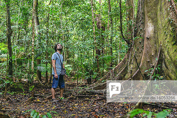 Mann betrachtet Bäume  während er im Regenwald steht  Cow Bay  Queensland  Australien