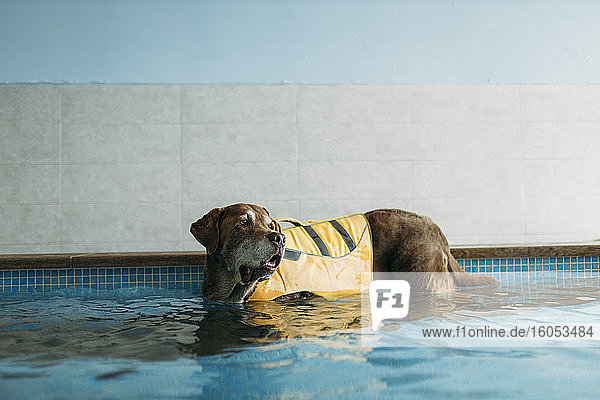 Brauner Labrador Retriever mit Schwimmweste im Schwimmbad eines Physiotherapiezentrums