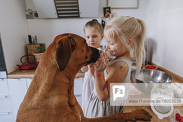 Mädchen mit unordentlichen Händen spielt mit Hund in Küche zu Hause