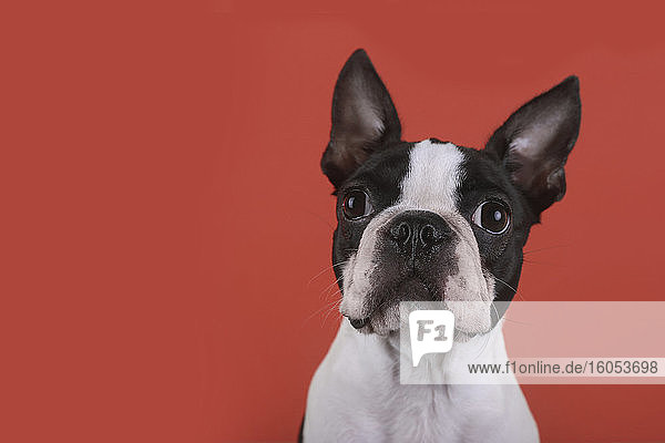 Porträt eines Boston-Terrier-Welpen vor einem roten Hintergrund