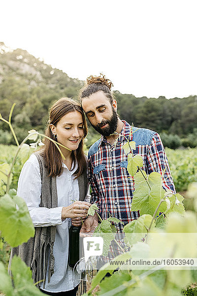 Ehepaar begutachtet Traubenpflanzen im Weinberg gegen den klaren Himmel