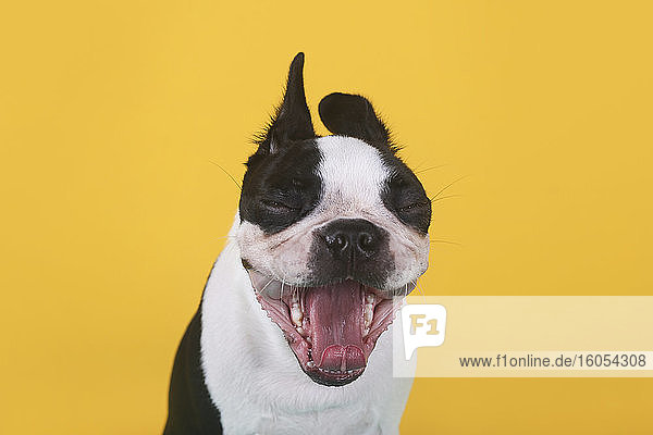 Porträt eines Boston Terrier Welpen  der vor einem gelben Hintergrund gähnt
