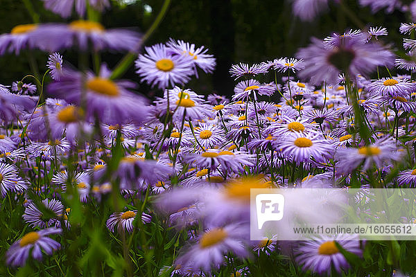 European Michaelmas daisies (Aster amellus)