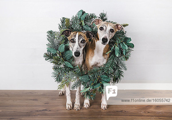Weihnachtskranz um Hunde auf Hartholzboden vor weißem Hintergrund