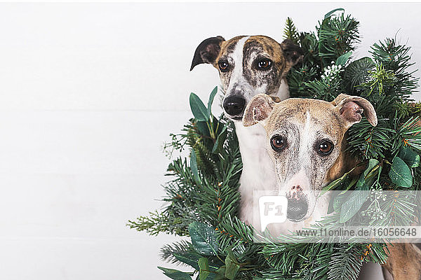 Nahaufnahme von Hunden mit grünem Kranz vor weißem Hintergrund