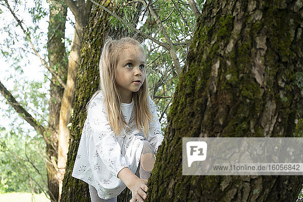 Cute girl climbing on tree in forest