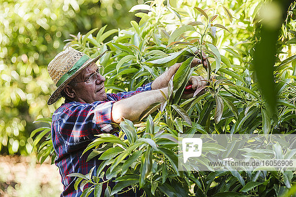Senior-Gärtnerin beschneidet Pflanze im Garten